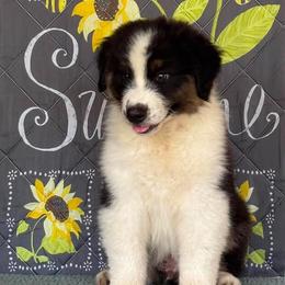 Boy 5 - male Australian Shepherd puppy in San Antonio, Texas from Small Time Ranch