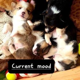 Pembroke Welsh Corgi Puppies from Chaotic Corgi’s