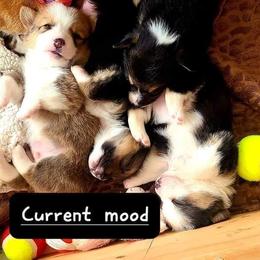 Pembroke Welsh Corgi Puppies from Chaotic Corgi’s
