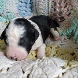 Beth - Black and white female Sheepadoodle puppy in Bellevue, Iowa from Vivere Farm LLC