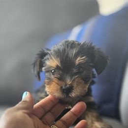 Crackle - Black and tan male Yorkshire Terrier puppy in Diamondhead, Mississippi from Jazzy Puppy Palace