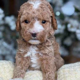 Ziggy - Apricot male Goldendoodle puppy in Yuciapa, California from AlltheDoodlez_