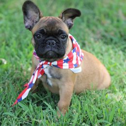 Pink Collar - Fawn and white female French Bulldog puppy in Wichita, Kansas from Phantasticus French Bulldogs