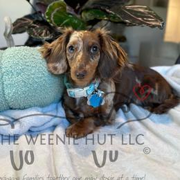 Sky - Dachshund