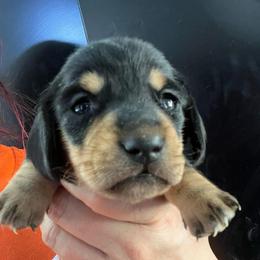 Laura girl 1 - Black and tan female Dachshund puppy in Bigfork, Minnesota from Dachshunds Up North
