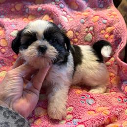 Miss Peppercorn-AKC Champion Bloodline - Tricolor female Shih Tzu puppy in Long Beach, California from Prieto Shih-Tzu's