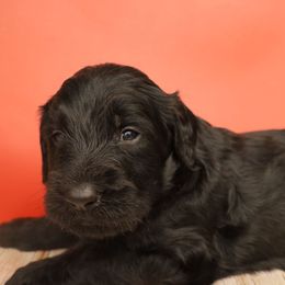 Black Male - Black male Labradoodle puppy in Apache Junction, Arizona from Loving Doodle