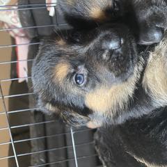 German Shepherd Puppies from JCR Kennels