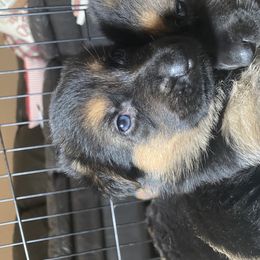 German Shepherd Puppies from JCR Kennels