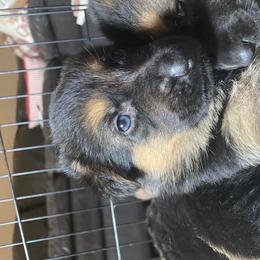 German Shepherd Puppies from JCR Kennels