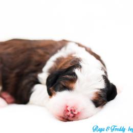 Waffle - Sable male Bernedoodle puppy in Diamond Bar, California from Furrytaildoodles