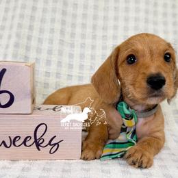 Otto Wire Hair AKC - Red male Dachshund puppy in South Easton, Massachusetts from Depot Dachsies