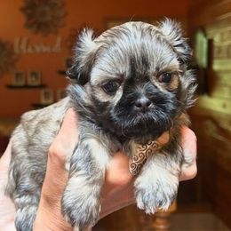 Goose - Cream and white male Shih Tzu puppy in Nekoosa, Wisconsin from Brox Acres House of Fur LLC