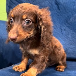 Dachshund puppies from Country Magic Farms Dachshunds