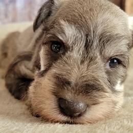 Sage AKC Imported Champion Lines - Salt and pepper female Giant Schnauzer puppy in Saratoga Springs, Utah from Happy Beard Schnauzers