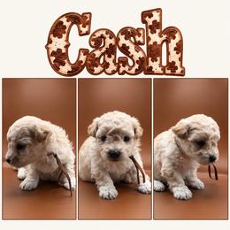 Cash - Cream male Poodle puppy in Live Oak, Florida from Grams Poodle Babies