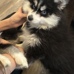 Pomeranian and Pomsky Puppies from Pom Pom Pomskies-TN