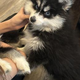 Pomeranian and Pomsky Puppies from Pom Pom Pomskies-TN