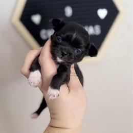 Fiona - Black female Chihuahua puppy in Harrison, Michigan from Cloud9 Chihuahuas