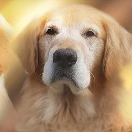 Golden Retriever All Grown Up from Bryeridge Goldens
