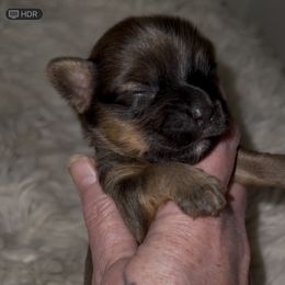 Male Sable Yorkie - Black and tan male Yorkshire Terrier puppy in Des Moines, Iowa from Diamond Yorkshire Terriers