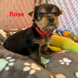 Rose - Black and tan female Yorkshire Terrier puppy in Ashland, Kentucky from Yorkie Paw