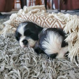 Shihpoo, Shih Tzu, and Yorkipoo Puppies from The Luckie Puppy
