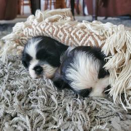 Shihpoo, Shih Tzu, and Yorkipoo Puppies from The Luckie Puppy