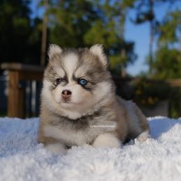 Everly - Silver and white female Pomsky puppy in Loxahatchee, Florida from Cardinal Point Pomskies
