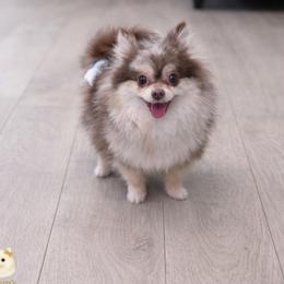 Kai - Pomeranian