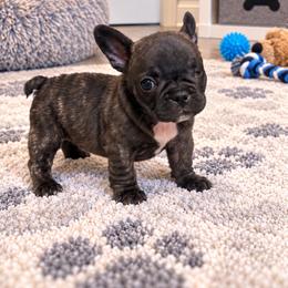Louise - Brindle and white female French Bulldog puppy in Grand Praire, Texas from Von Darr Kennels
