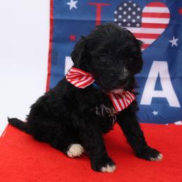 Freedom - Black and white female Bernedoodle puppy in Westminster, South Carolina from Goldendoodlepuppiessc