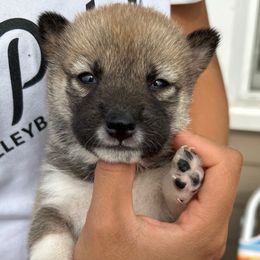 Marie - Sesame female Shiba Inu puppy in Elizabeth, New Jersey from Shiba Inu Loving Care