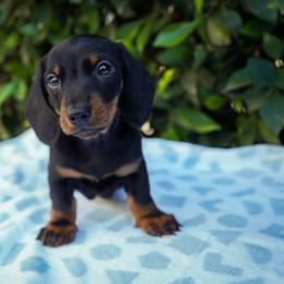 Bobby - Black and tan male Dachshund puppy in Temecula, California from Naomi Magee's Dachshund Kennel