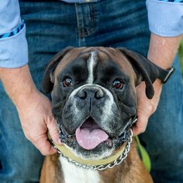 Boxers from Barnyard Boxers