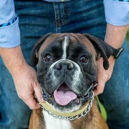 Boxers from Barnyard Boxers
