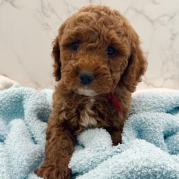 Oakley - Red  male Goldendoodle puppy in Kansas City, Kansas from Bella & Ivy’s Mini Goldendoodles of KC