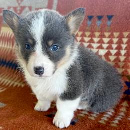 Dilute Female 1 - Gray and white female American Corgi puppy in Okeechobee, Florida from HotShot Kennels