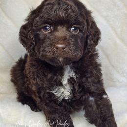 Summer - Brown and white female Cockapoo puppy in Cleveland, Georgia from Jam's Doodles And Poodles