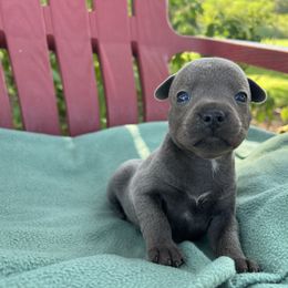 Girl 2 - Blue female Staffordshire Bull Terrier puppy in Houston, Texas from Breaking Bad Staffords
