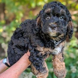 Eric - Black and tan male Cavapoo puppy in Coshocton, Ohio from Forever Family Puppies