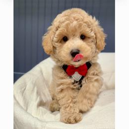 Rocky Bear - Apricot male Maltipoo puppy in Spring, Texas from GlamPaw Maltipoos