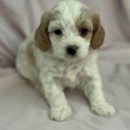 Cavapoo Puppies from Pensacola Blue Cavapoos