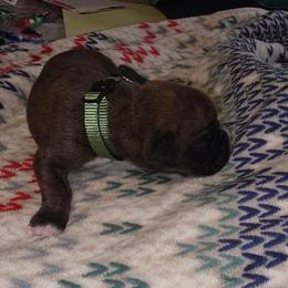 Green collar - Brindle male Boxer puppy in Titusville, Florida from Saskobox