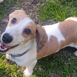 Dachshunds and Treeing Feists from 10x Farms