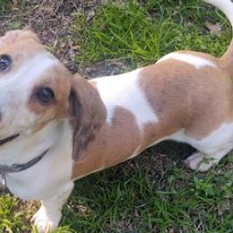 Dachshunds and Treeing Feists from 10x Farms