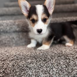 Mano - White and black male Pembroke Welsh Corgi puppy in Asheville, Florida from Double C Corgi's