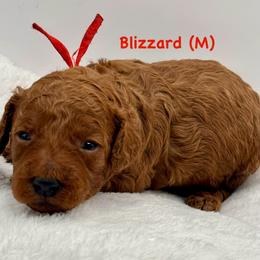 Blizzard (M) - Red  male Goldendoodle puppy in Lewisville, Texas from Zink Doodles