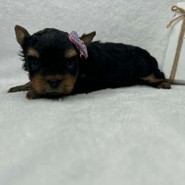 No white Female - Black and tan female Yorkshire Terrier puppy in Georgia from Nalley Kennels