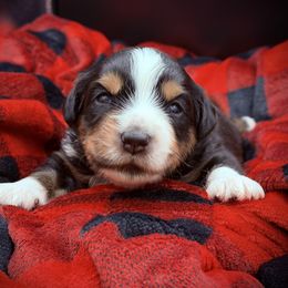 Boy 2 - Black tri male Miniature Australian Shepherd puppy in Arcadia, Indiana from Sunset Cowgirl Mini Aussies